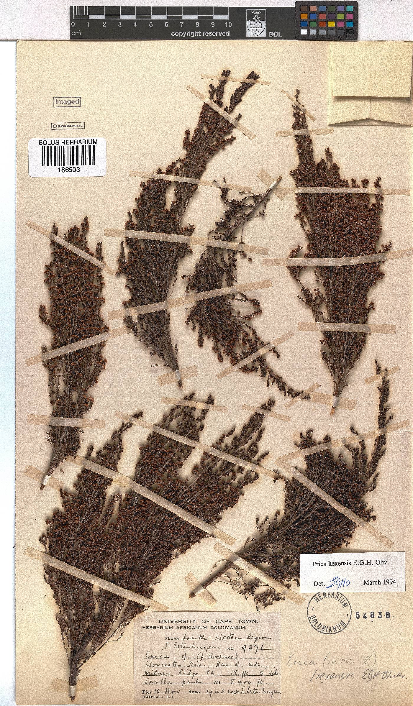 Erica hexensis image