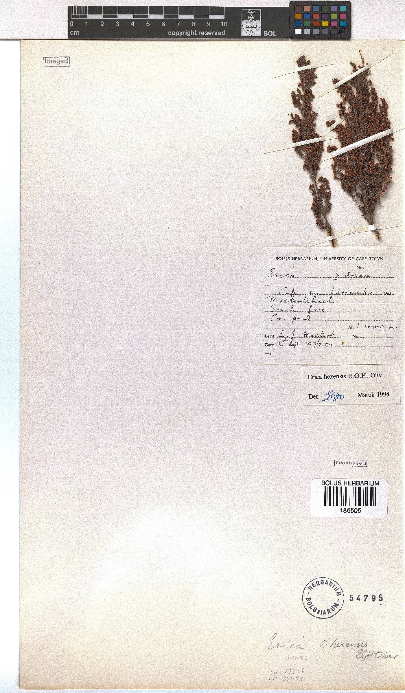 Erica hexensis image