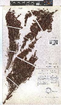 Erica hexensis image