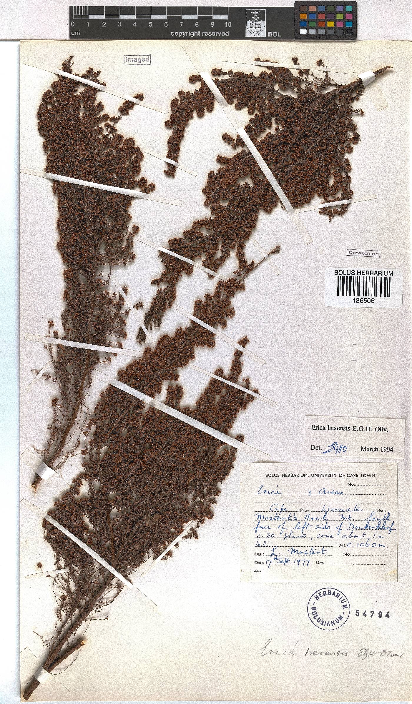 Erica hexensis image