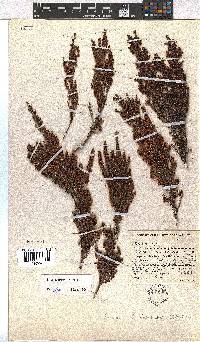 Erica hexensis image