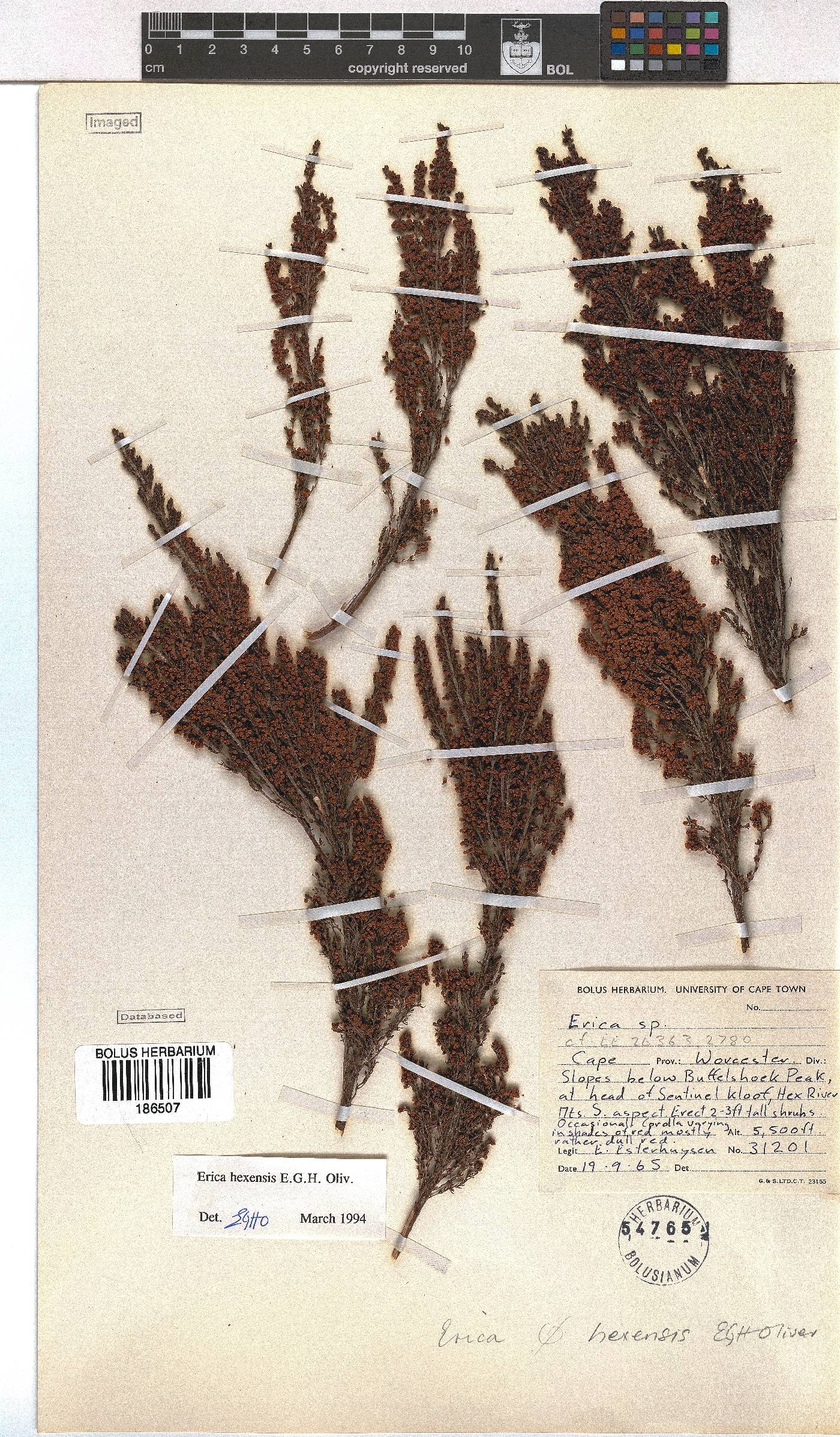 Erica hexensis image