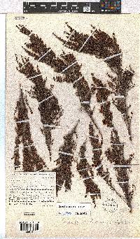 Erica hexensis image