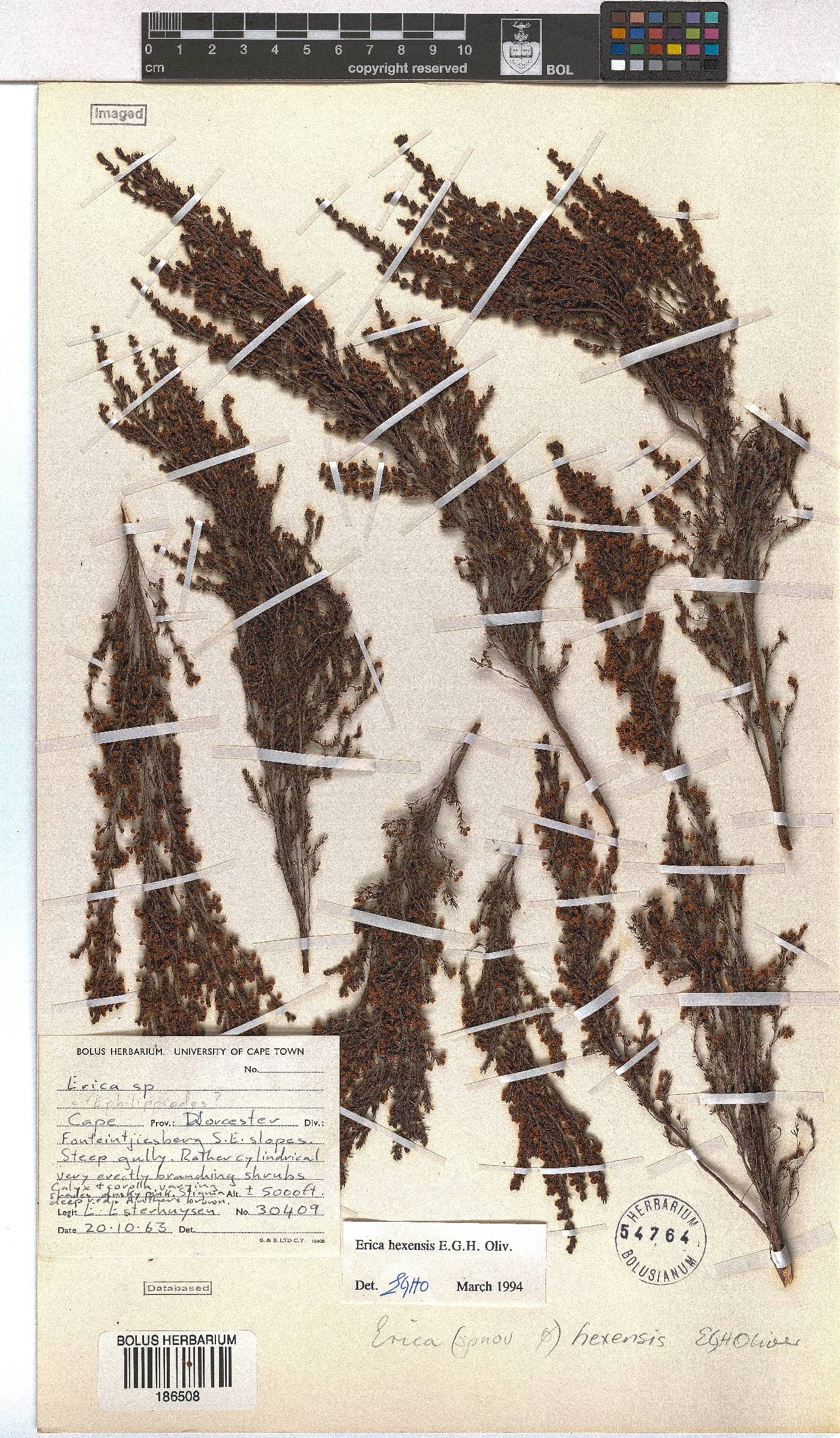 Erica hexensis image