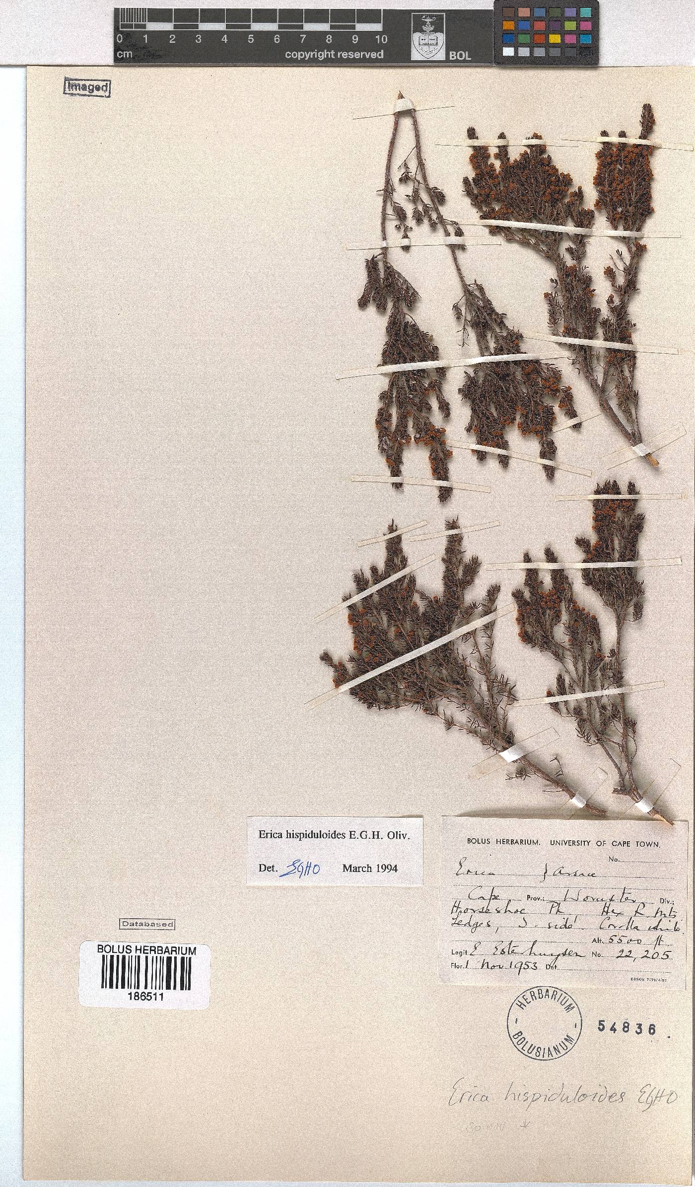 Erica hispiduloides image