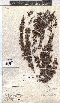 Erica hispiduloides image