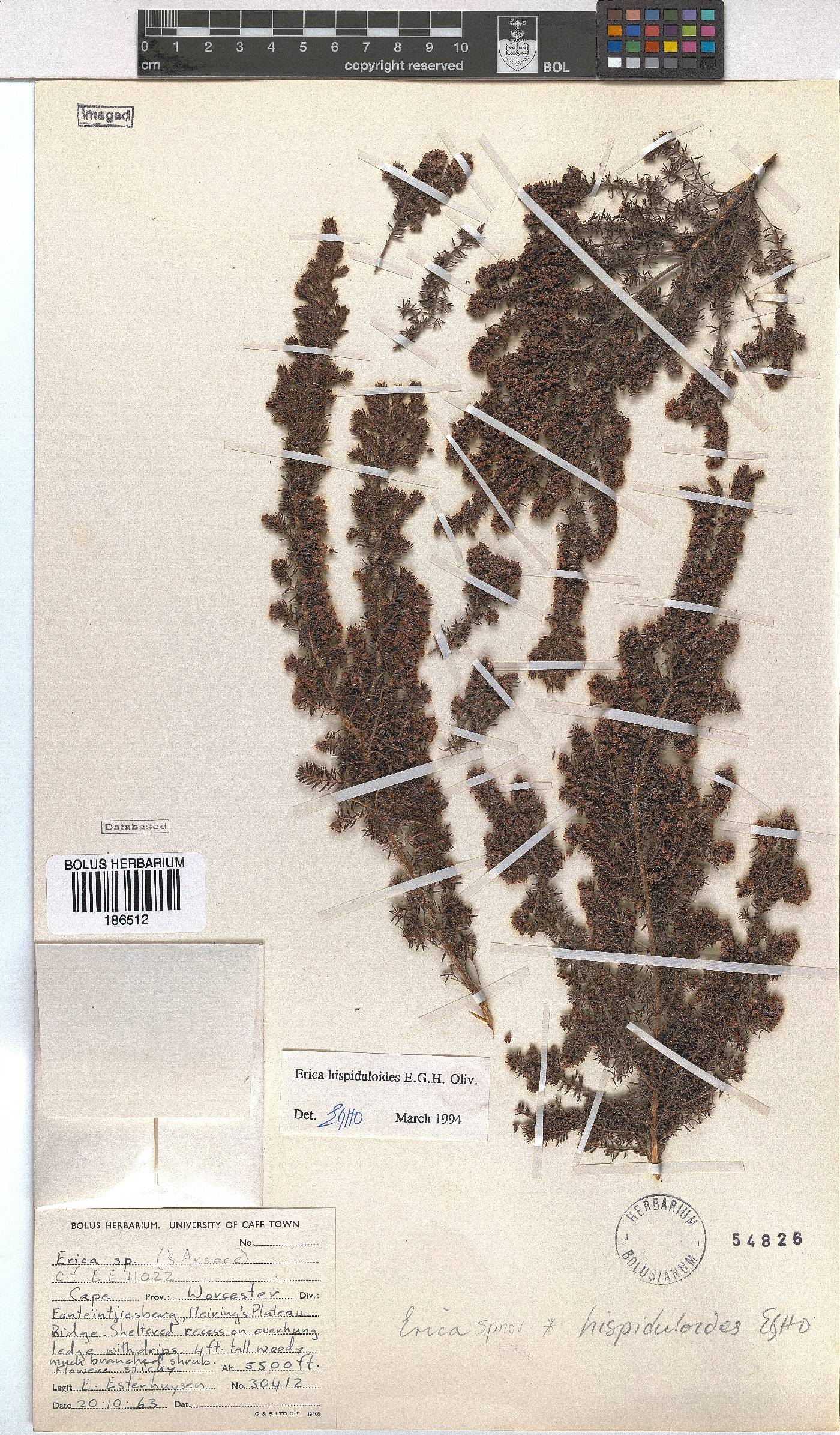 Erica hispiduloides image