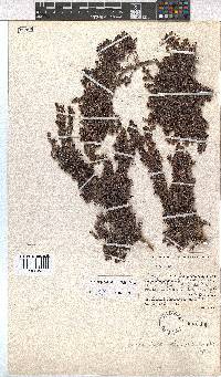 Erica hispiduloides image