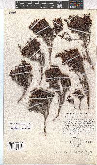 Erica hispiduloides image