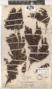 Erica hispiduloides image