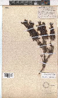 Erica hispiduloides image