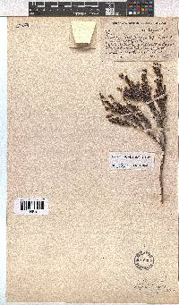 Erica hispiduloides image