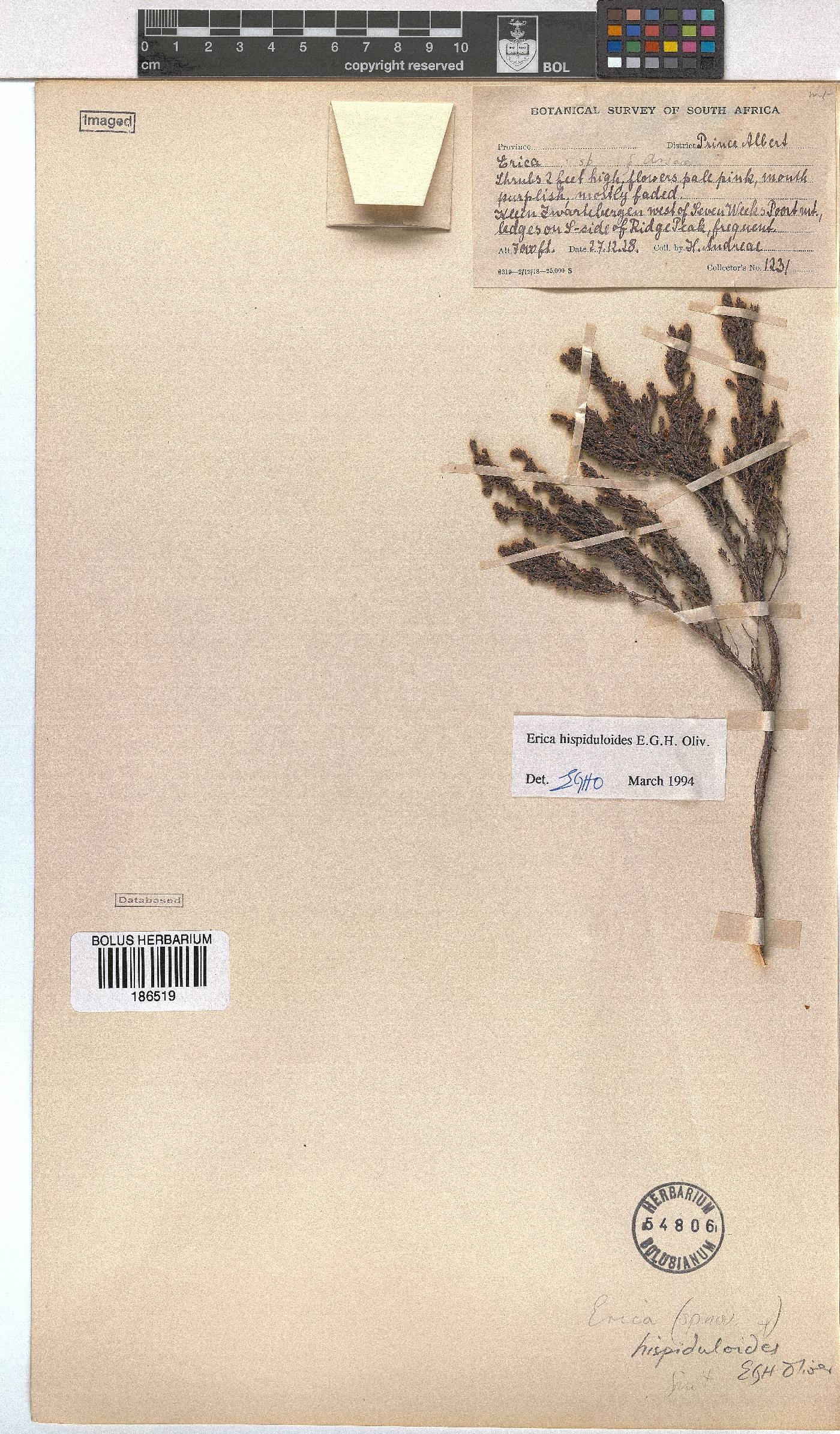 Erica hispiduloides image