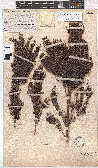 Erica hispiduloides image