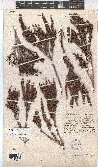 Erica hispiduloides image