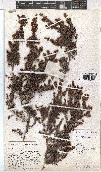 Erica hispiduloides image