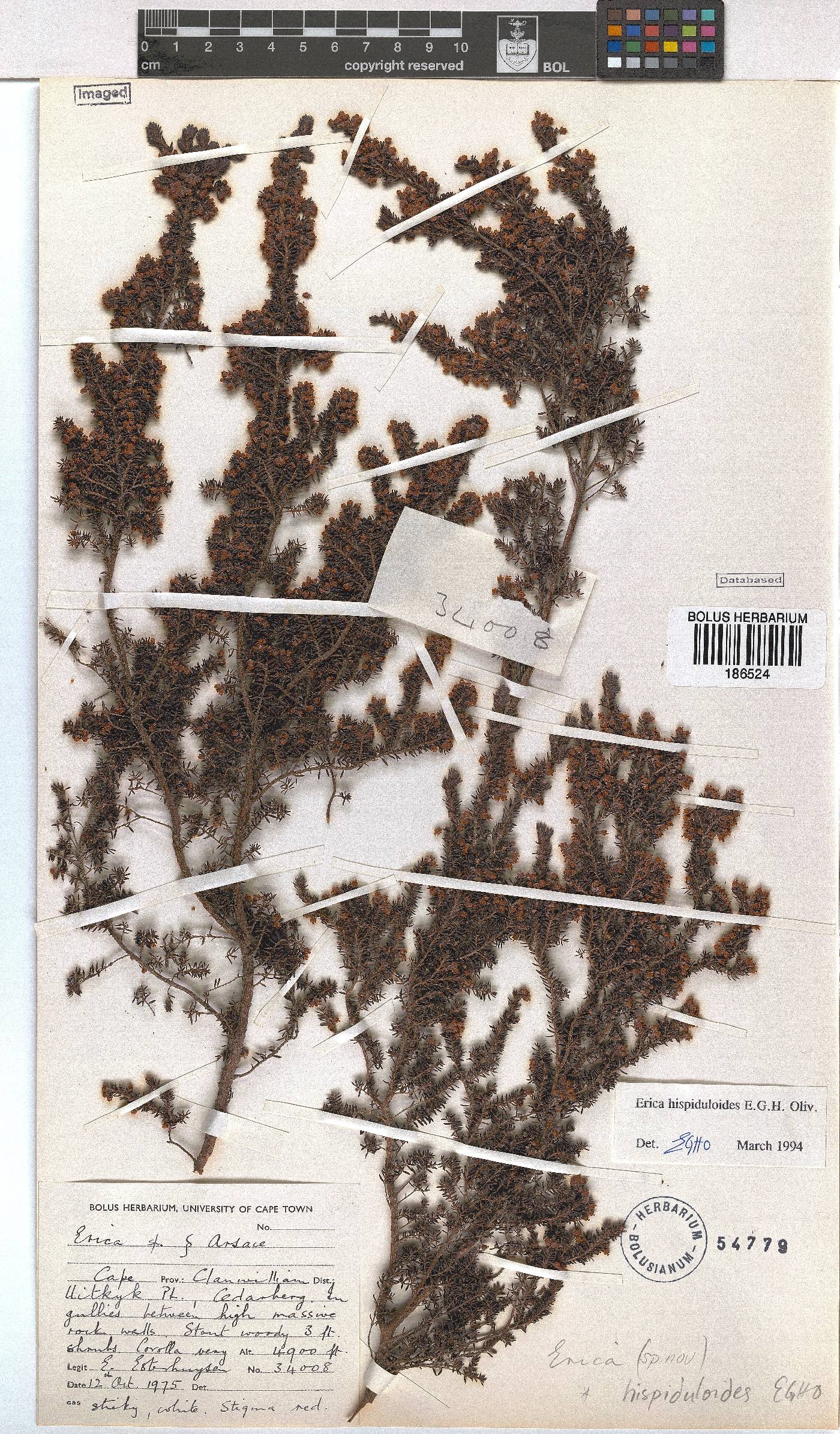 Erica hispiduloides image