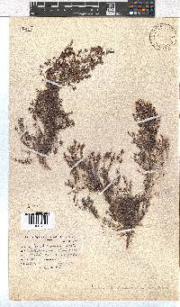 Erica philippioides image