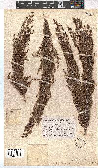 Erica philippioides image