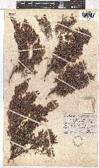 Erica philippioides image