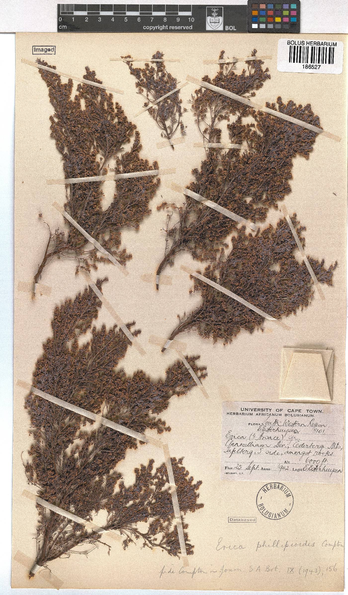 Erica philippioides image