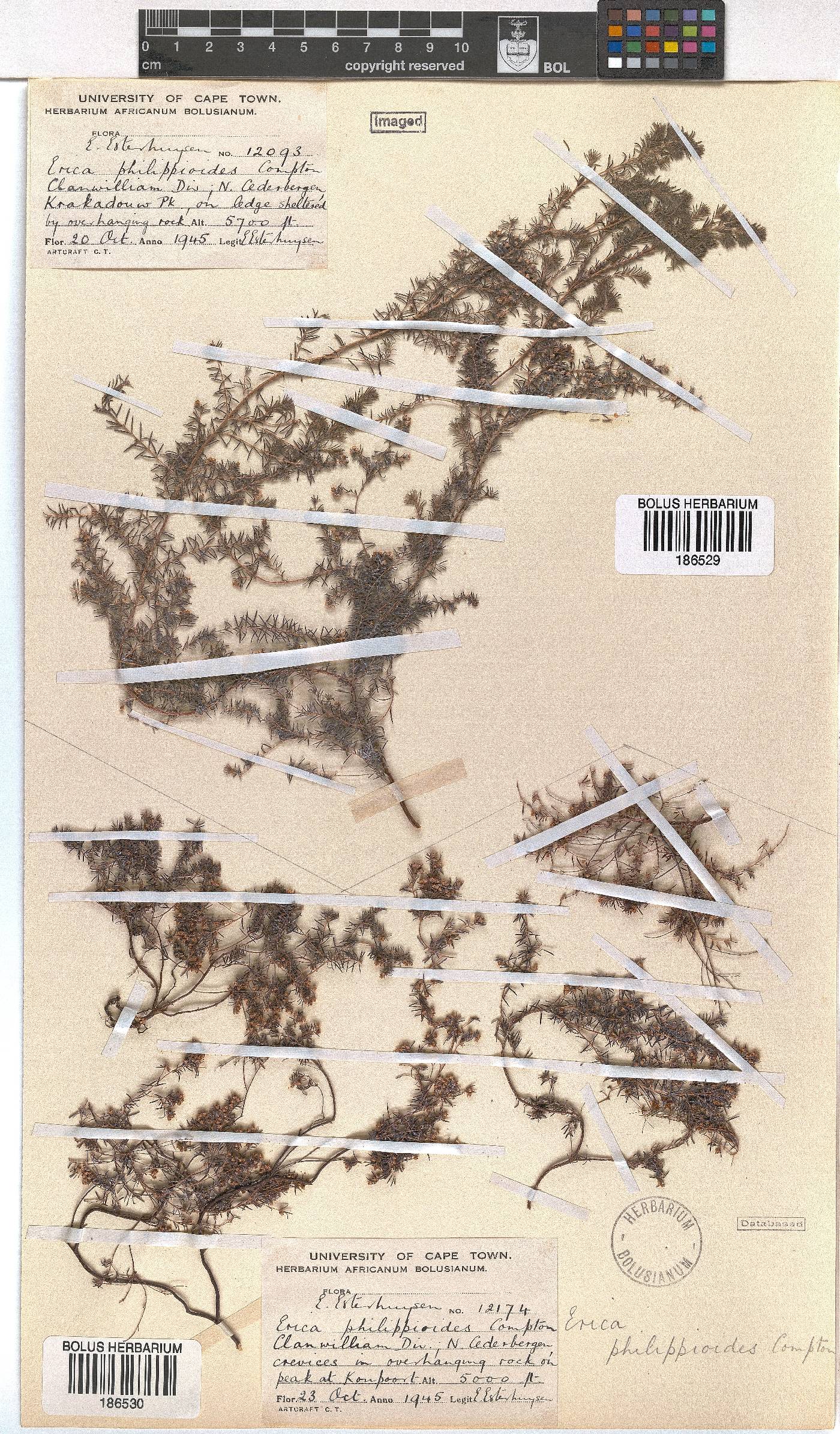 Erica philippioides image