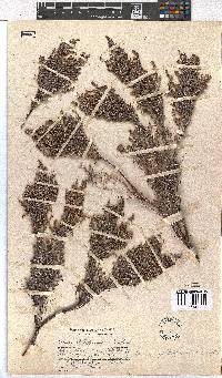 Erica philippioides image