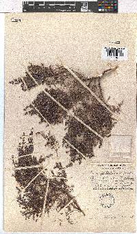 Erica philippioides image