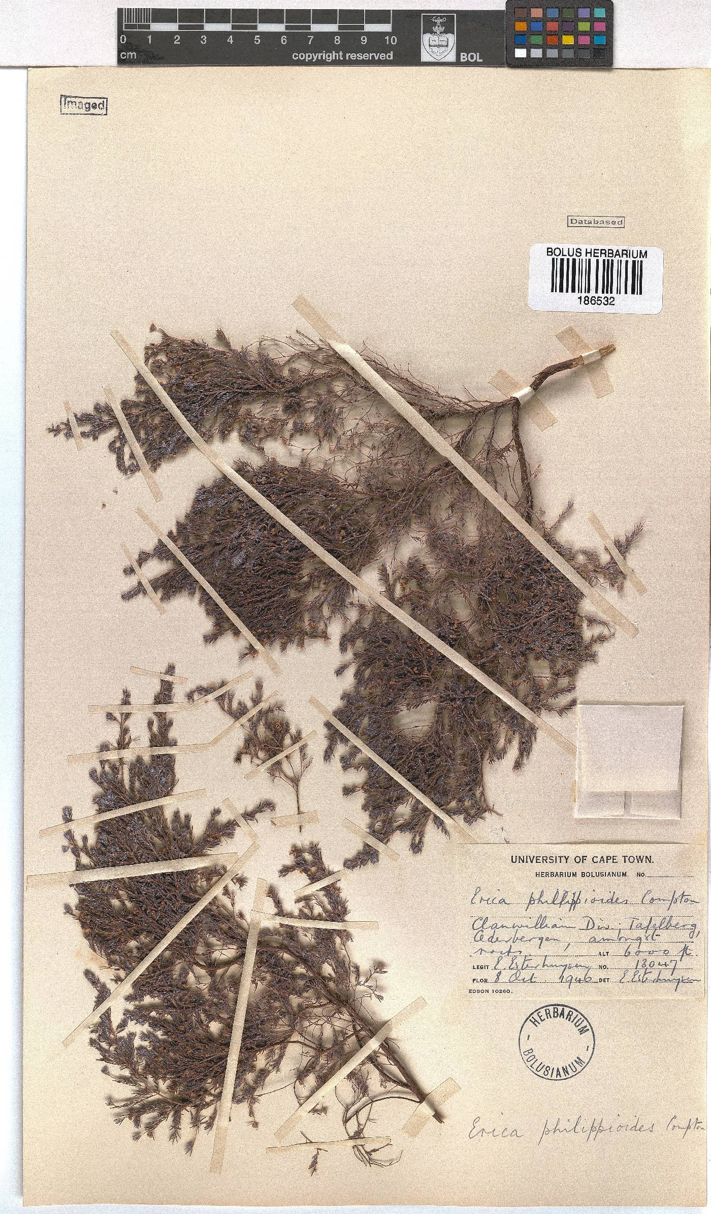 Erica philippioides image