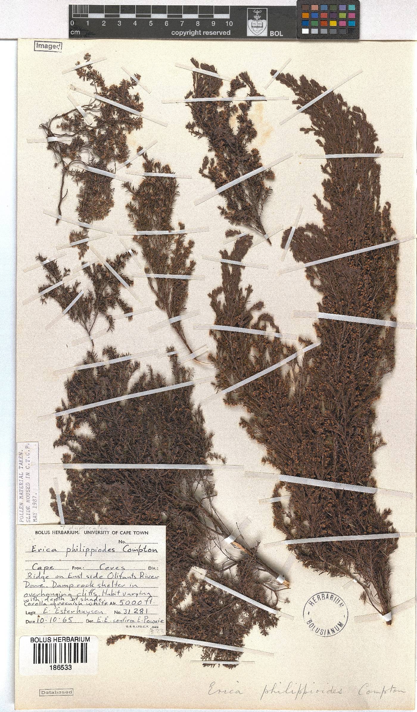 Erica philippioides image