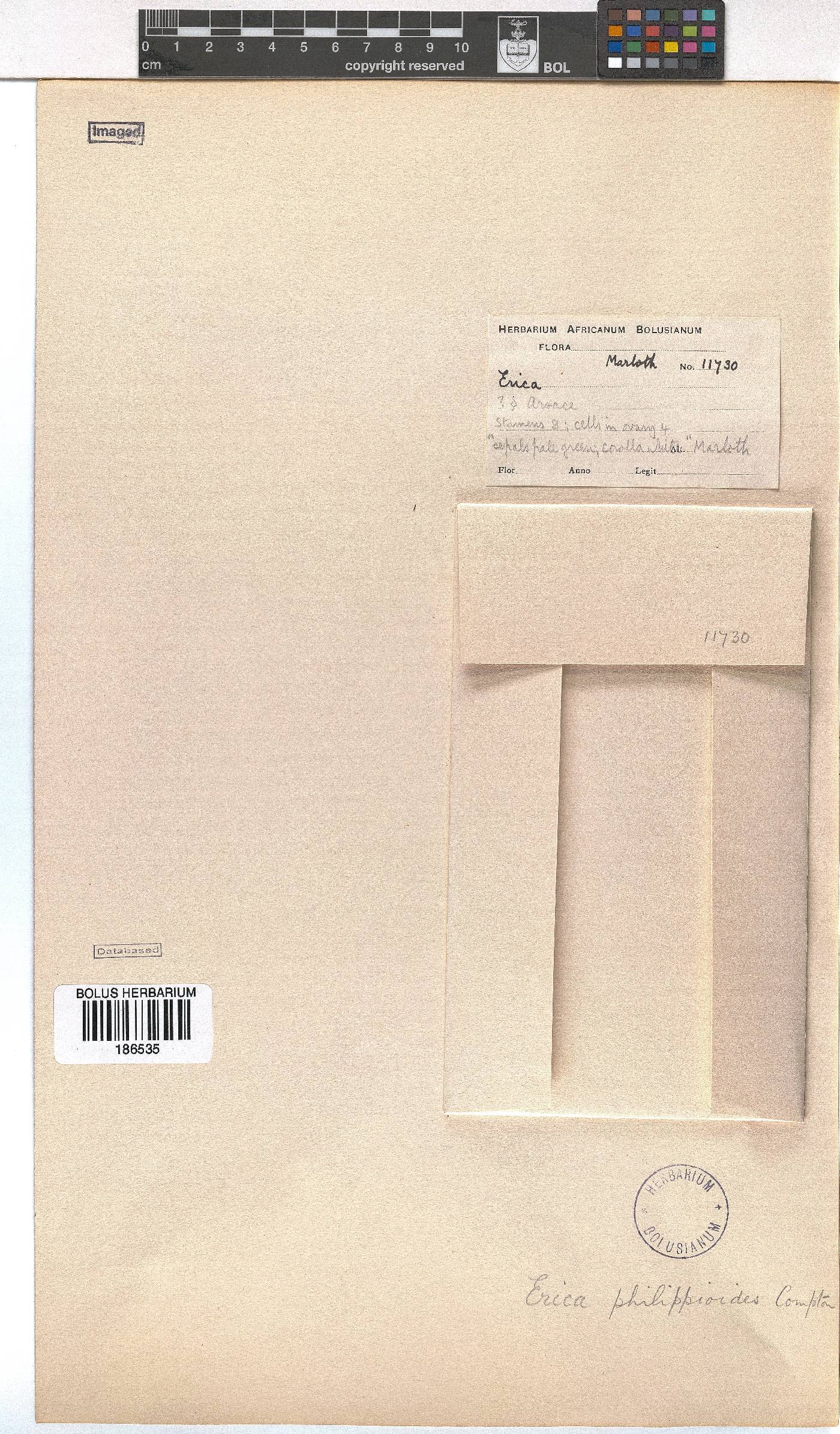 Erica philippioides image