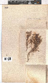 Erica philippioides image