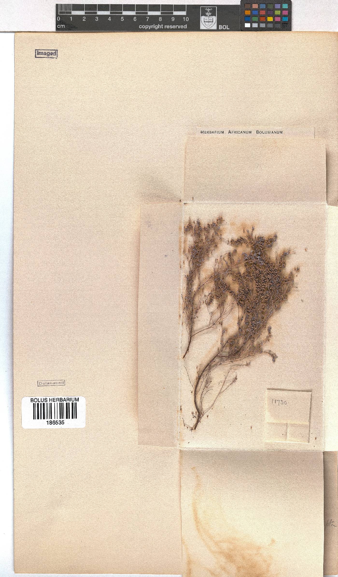 Erica philippioides image