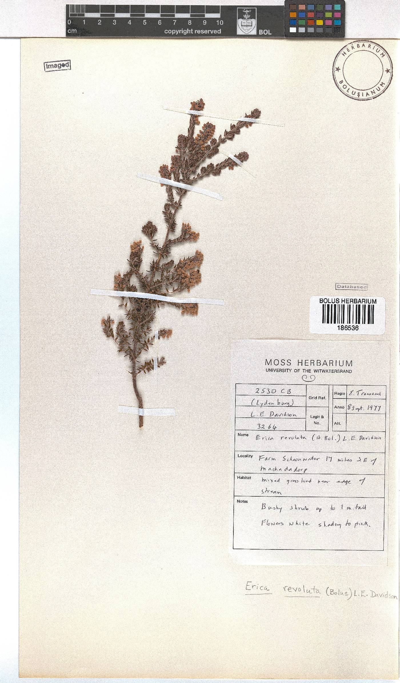 Erica revoluta image