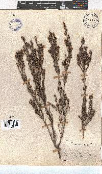 Erica zwartbergensis image