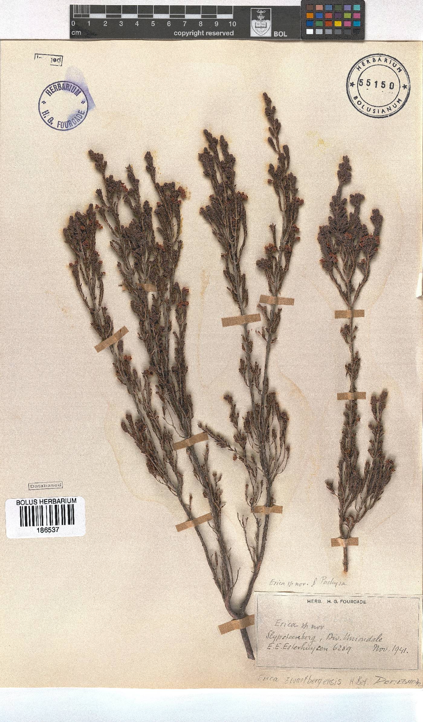 Erica zwartbergensis image
