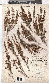 Erica zwartbergensis image