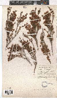 Erica zwartbergensis image