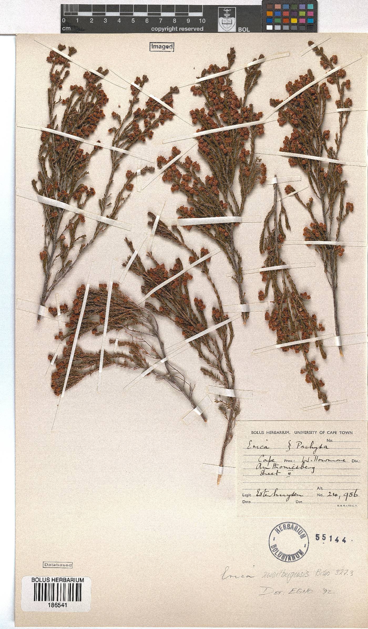 Erica zwartbergensis image