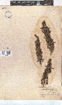 Erica coronanthera image