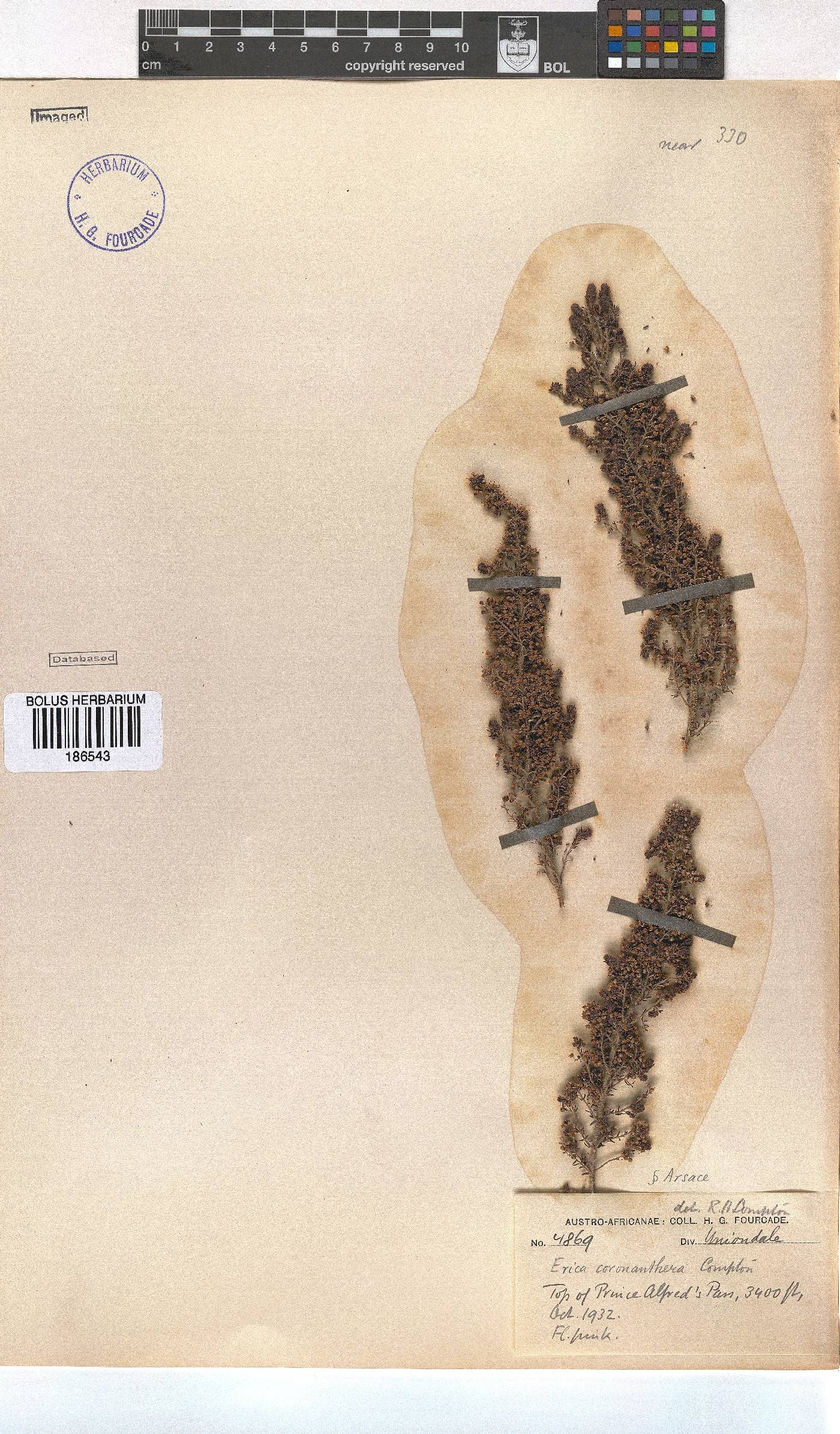 Erica coronanthera image