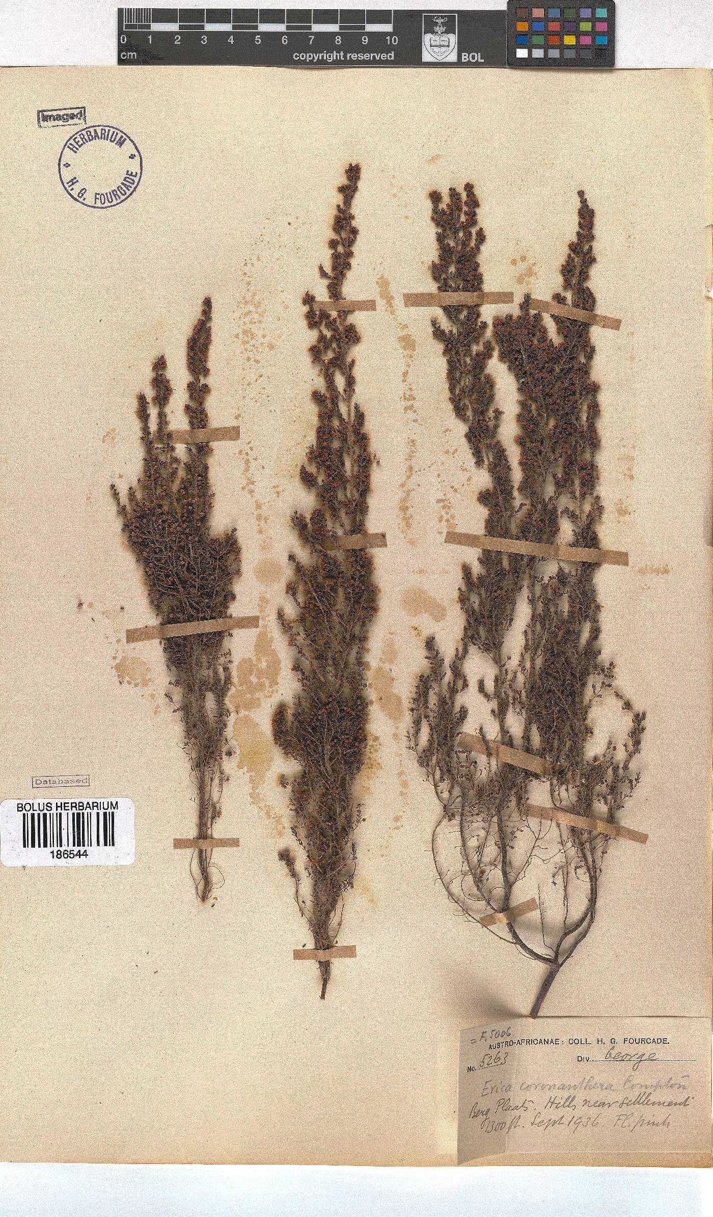 Erica coronanthera image