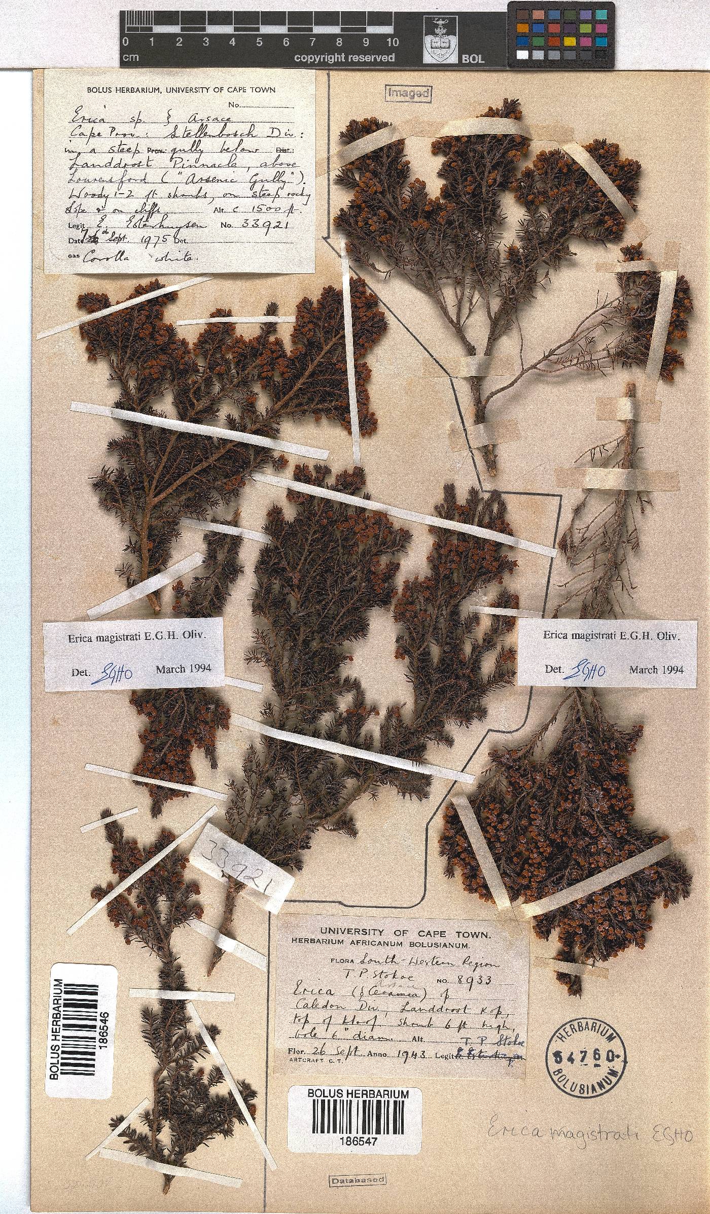 Erica magistrati image