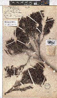 Erica magistrati image