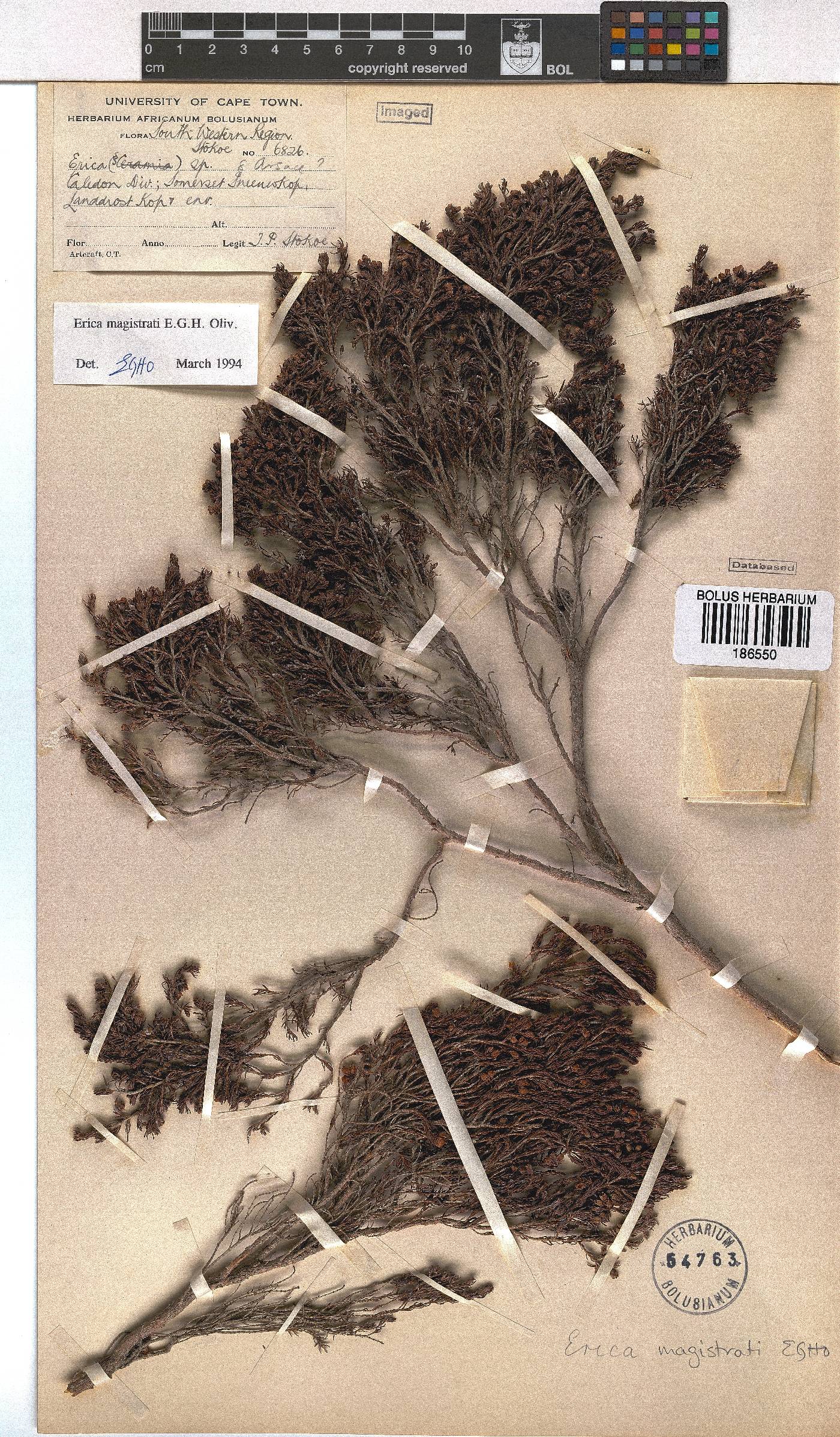 Erica magistrati image