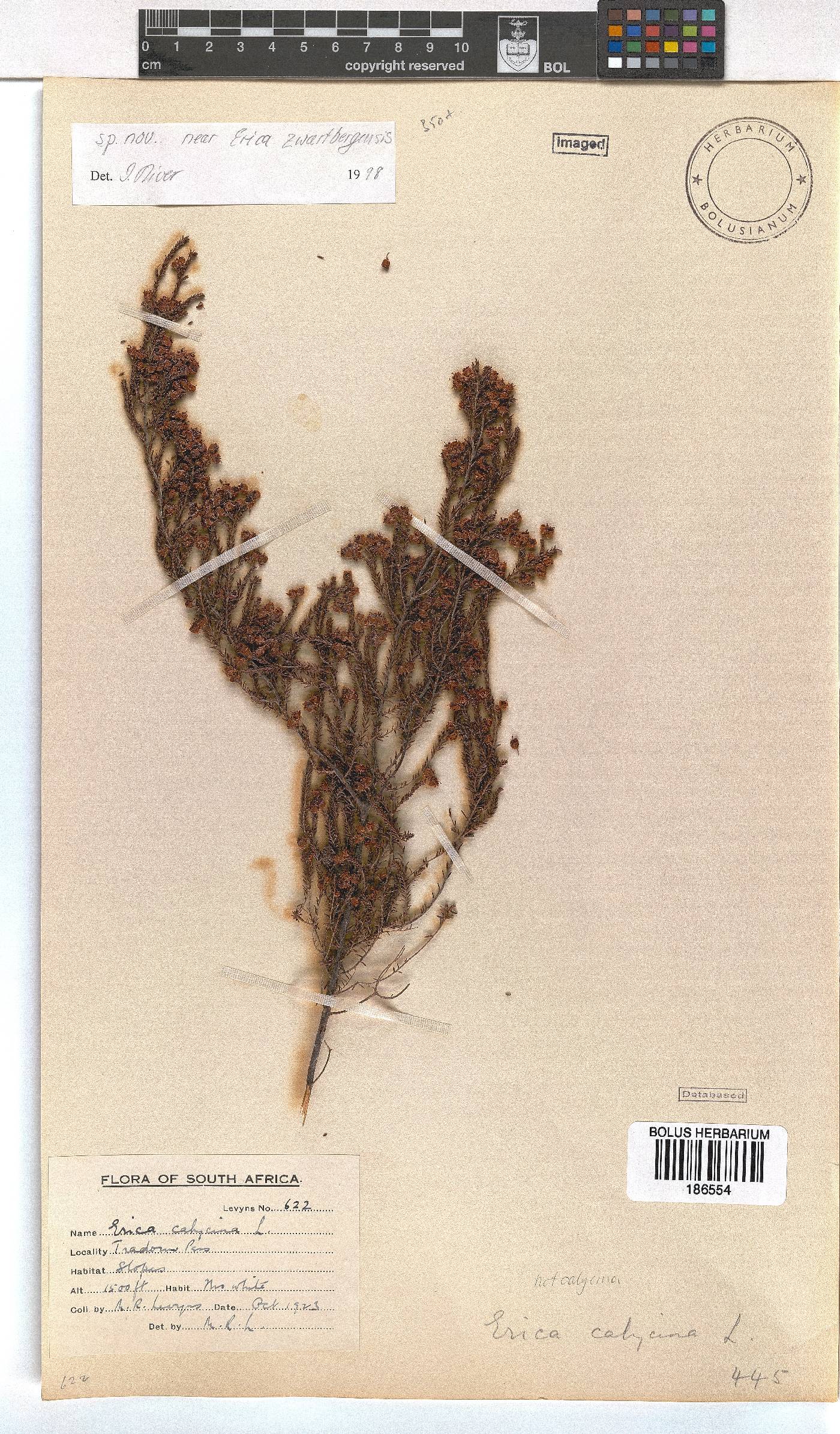 Erica zwartbergensis image