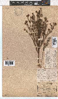 Erica sphaerocephala image