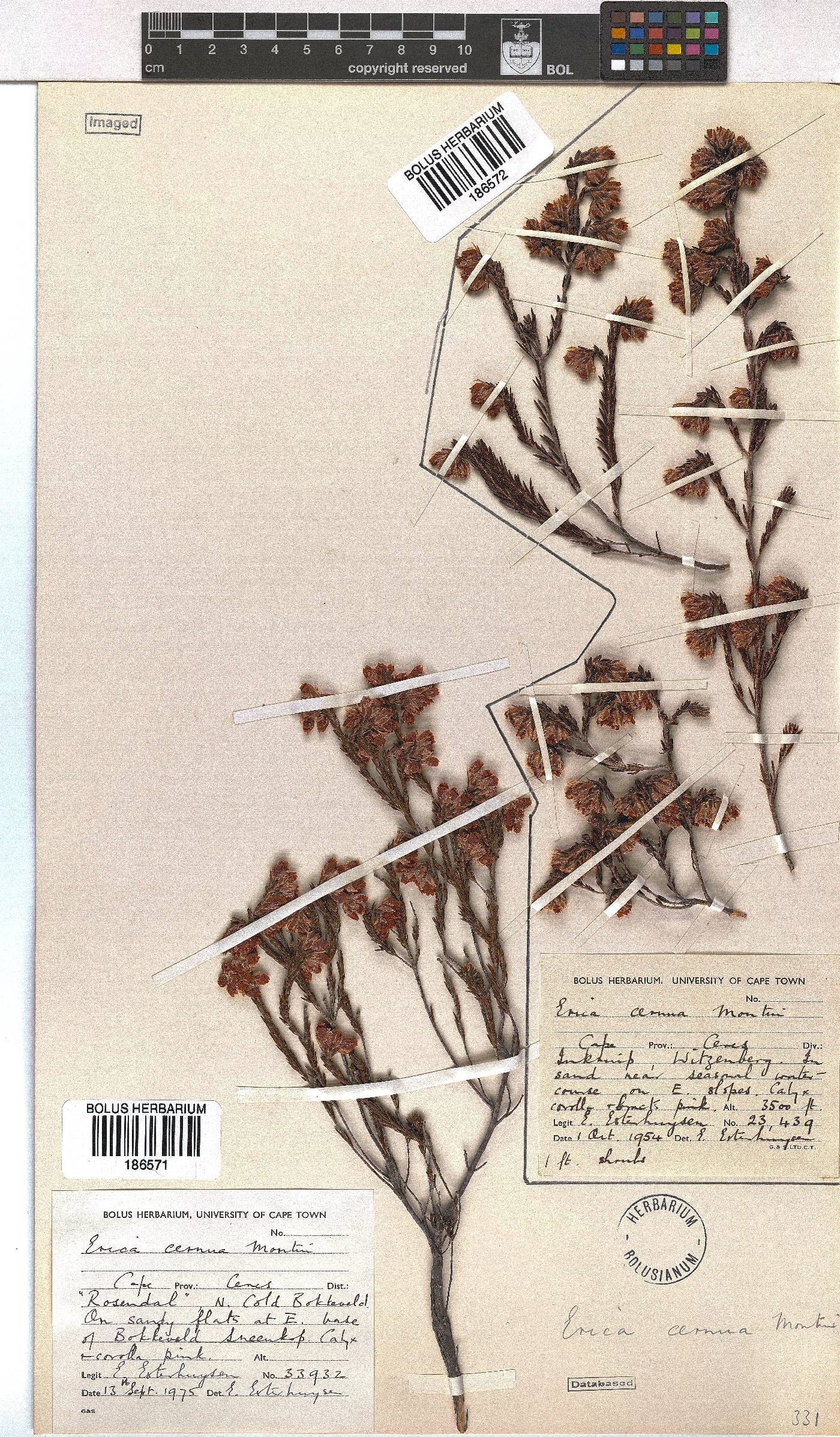 Erica cernua image