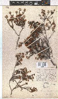 Erica sphaerocephala image