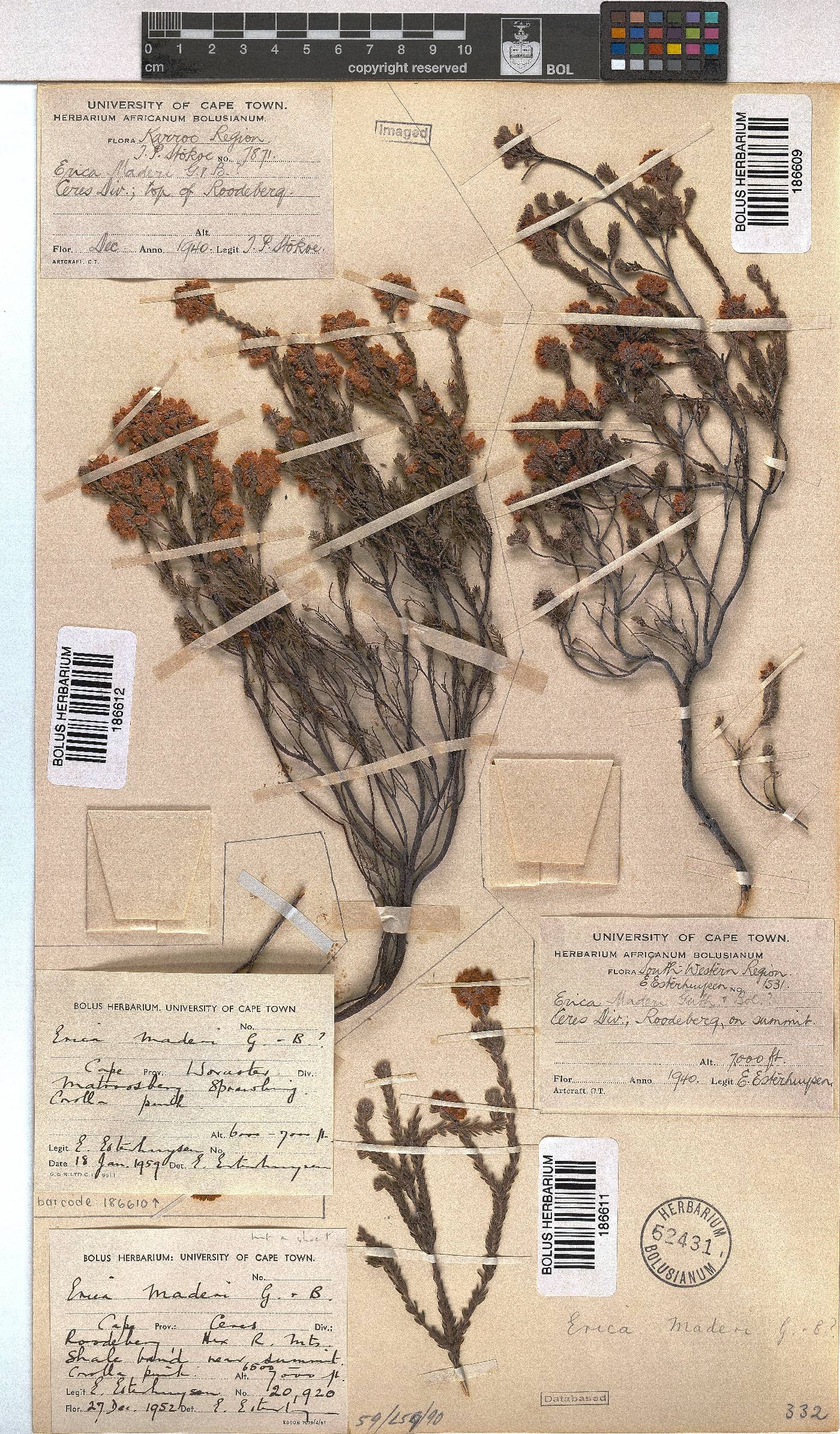 Erica maderi image
